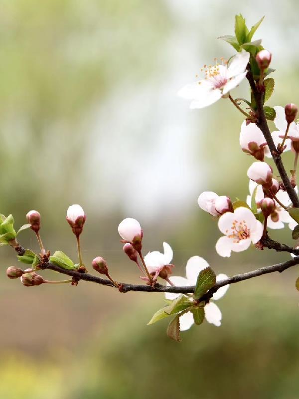 我当师太的那些年有声猫大大